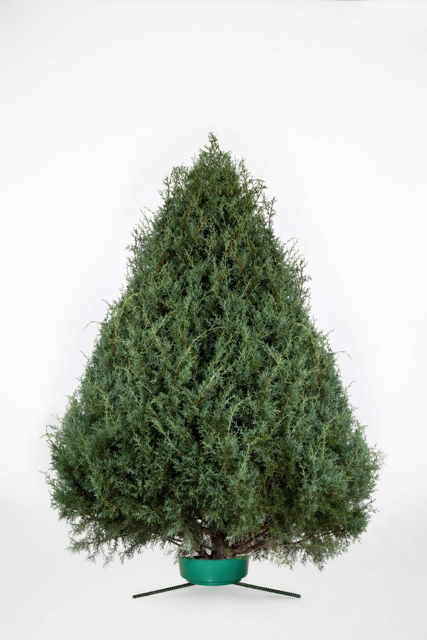 01_Carolina_Sapphire_Full