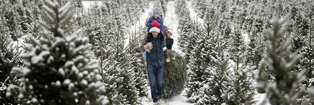 A parent with a child on their shoulders as they walk through a snowy Christmas tree farm