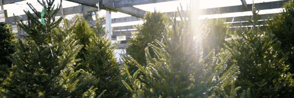 A cluster of Christmas trees with the sun shining through in the background