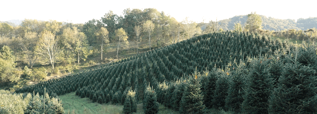 A field of Christmas trees alongside a hill