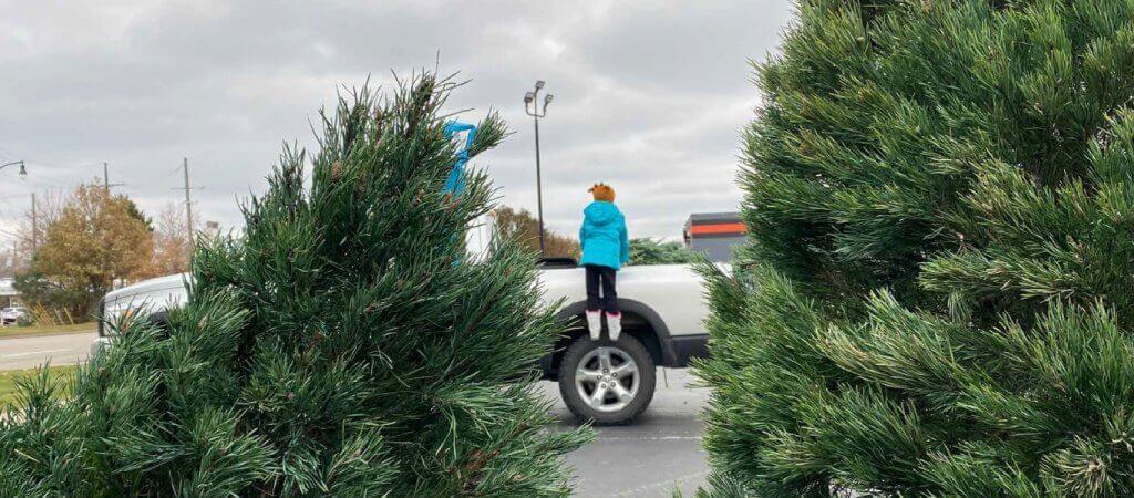 A child standing on a white pickup truck in front of two Christmas trees 