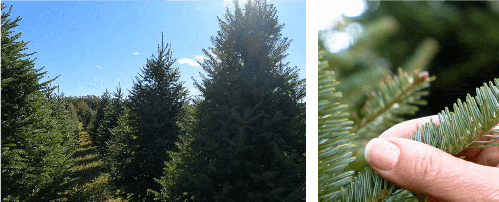 A photo of a row of Christmas trees and a close up look at the tree needles in someone's hand.