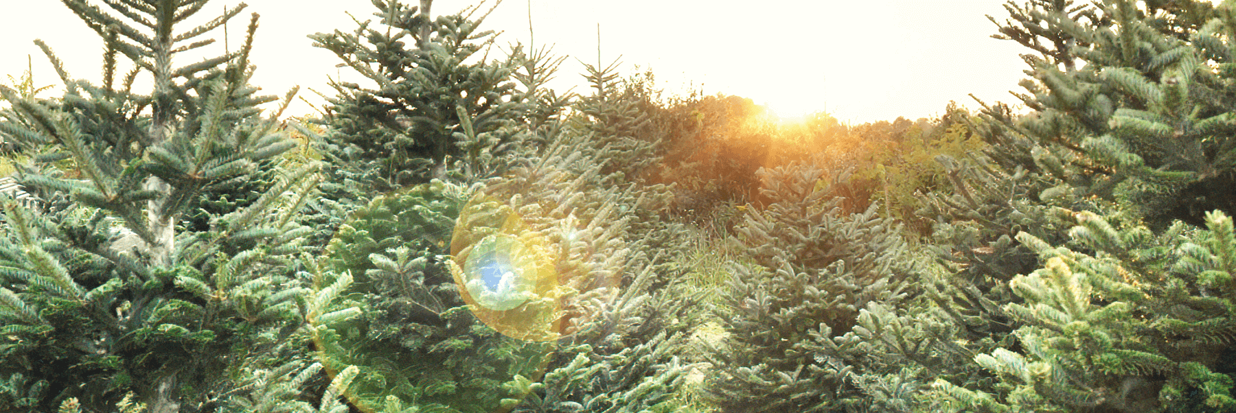 A field of Christmas trees with the sun shining in the background