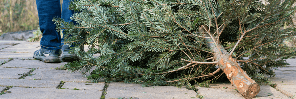 A Christmas tree laying on the ground next to a person standing above