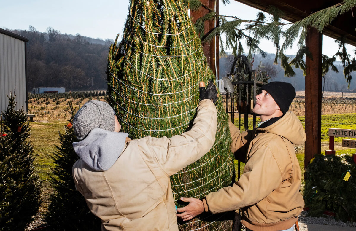 The New York Times It Took 10 Years to Grow This Christmas Tree. The