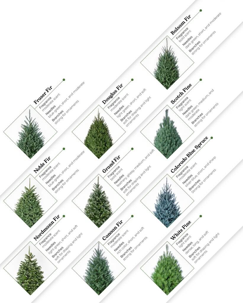 Tree infographic comparing the fragrance, needles, and branches of 10 Christmas tree species.