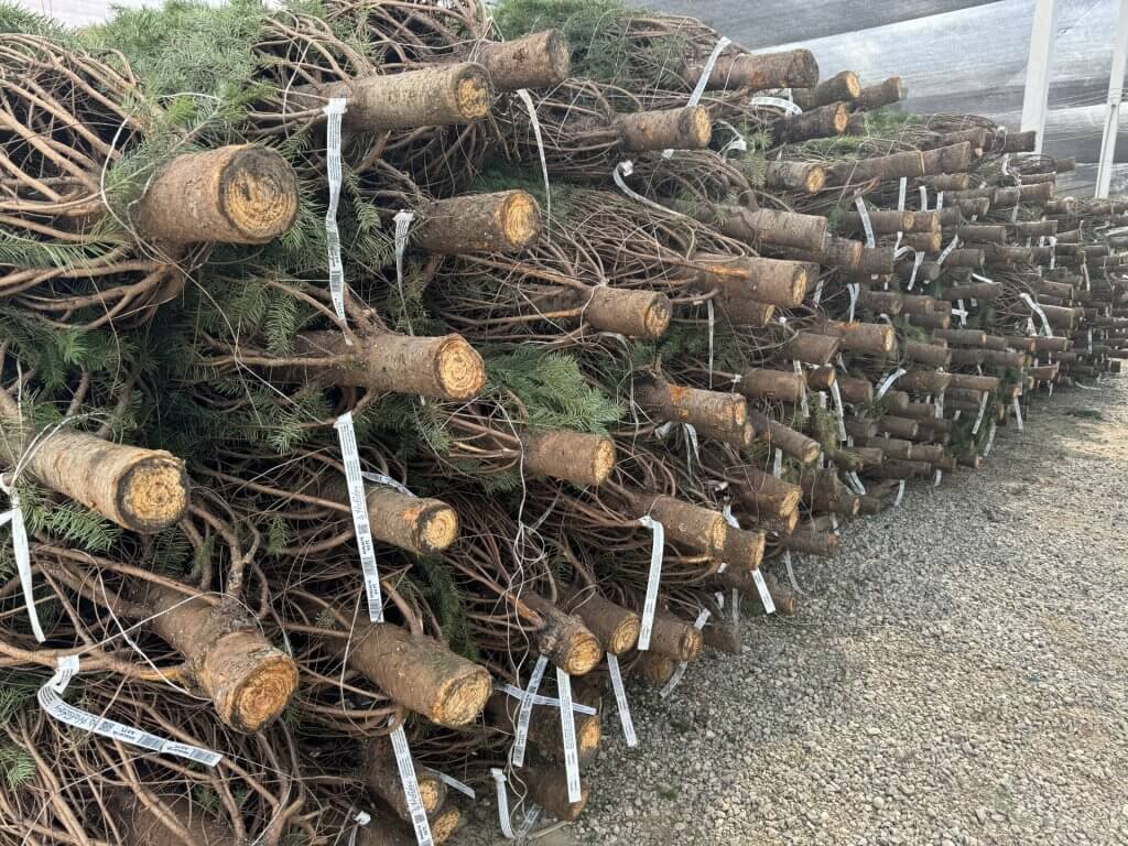 Stacks of freshly harvested Christmas trees