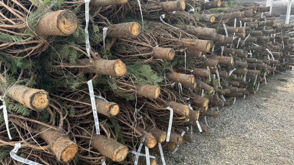 Stacks of freshly harvested Christmas trees